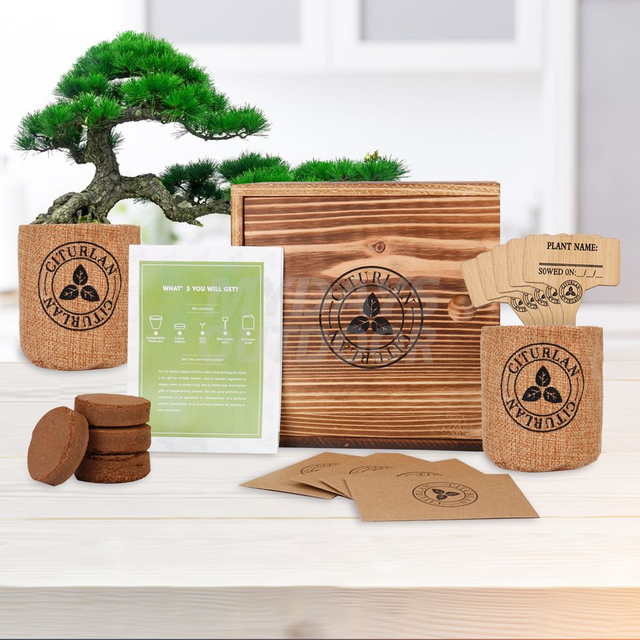 Mini Tree Seed Bonsai Starter Kit Wood Gift Box