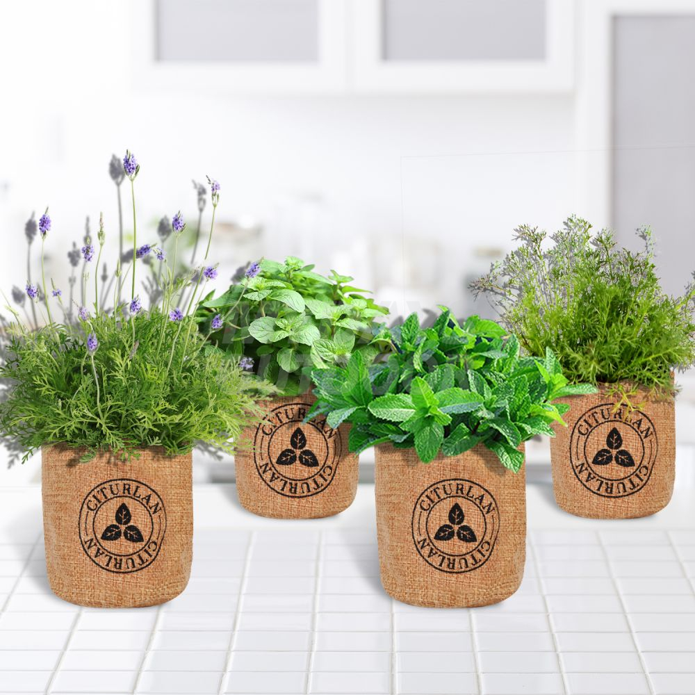 Mini Tree Seed Bonsai Starter Kit Wood Gift Box