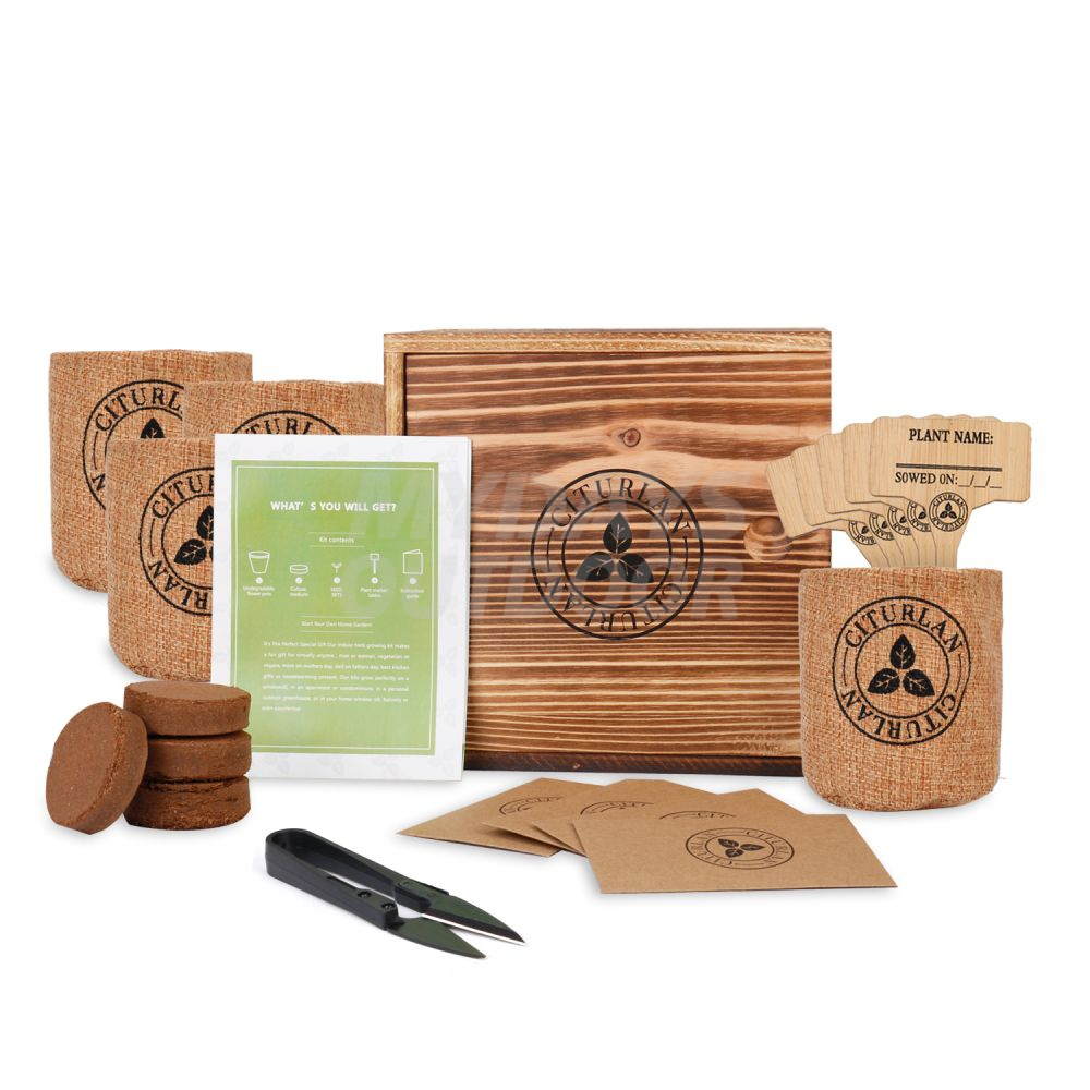 Mini Tree Seed Bonsai Starter Kit Wood Gift Box